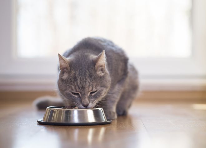 猫咪突然没食欲原因_猫咪食欲不振解决办法_猫咪突然不吃不喝？危险信号解读
