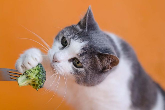猫咪突然没食欲原因_猫咪食欲不振解决办法_猫咪突然不吃不喝？危险信号解读