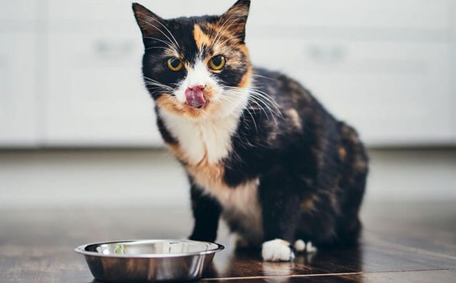 猫咪突然不吃不喝？危险信号解读_猫咪突然没食欲原因_猫咪食欲不振解决办法