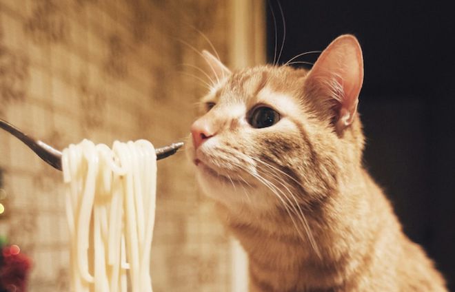 猫咪食欲不振解决办法_猫咪突然不吃不喝？危险信号解读_猫咪突然没食欲原因