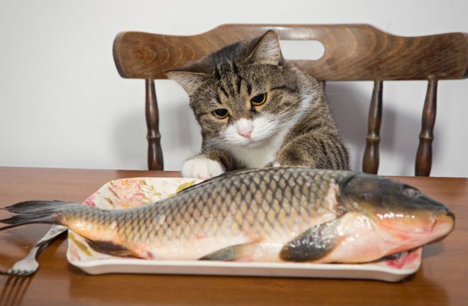 猫咪突然不吃不喝？危险信号解读_猫咪突然没食欲原因_猫咪食欲不振解决办法