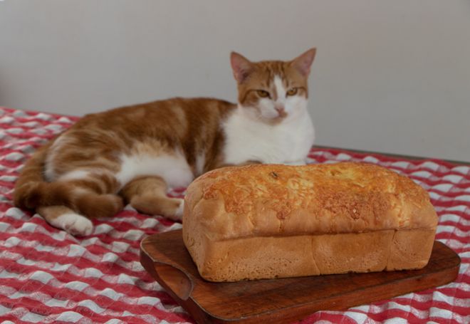 猫咪突然没食欲原因_猫咪突然不吃不喝？危险信号解读_猫咪食欲不振解决办法