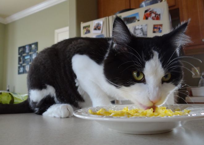 猫咪突然不吃不喝？危险信号解读_猫咪食欲不振解决办法_猫咪突然没食欲原因