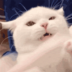 猫咪会不会其他技能不重要,但这5个技能,它一定要会-派特超人-宠物