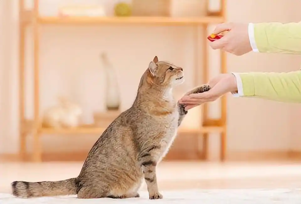 猫咪智商训练技巧_猫咪握手训练方法_怎样训练猫咪握手