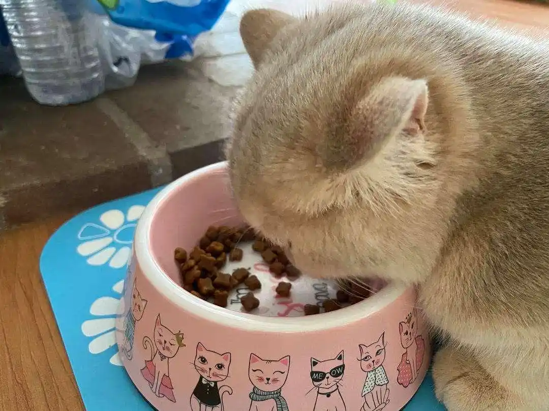 猫咪握手训练方法_怎样训练猫咪握手_猫咪智商训练技巧