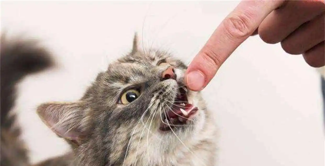 猫咪智商训练技巧_怎样训练猫咪握手_猫咪握手训练方法