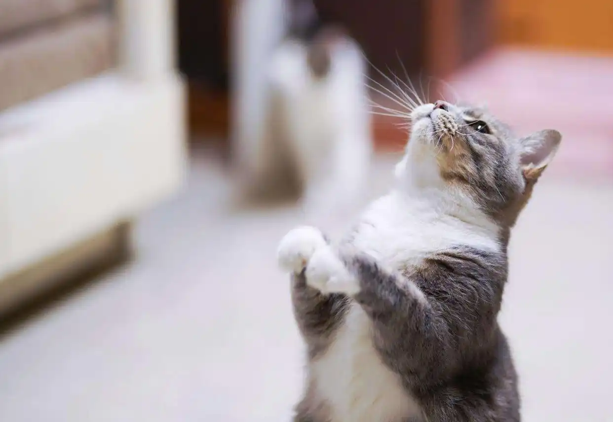 猫咪智商训练技巧_怎样训练猫咪握手_猫咪握手训练方法