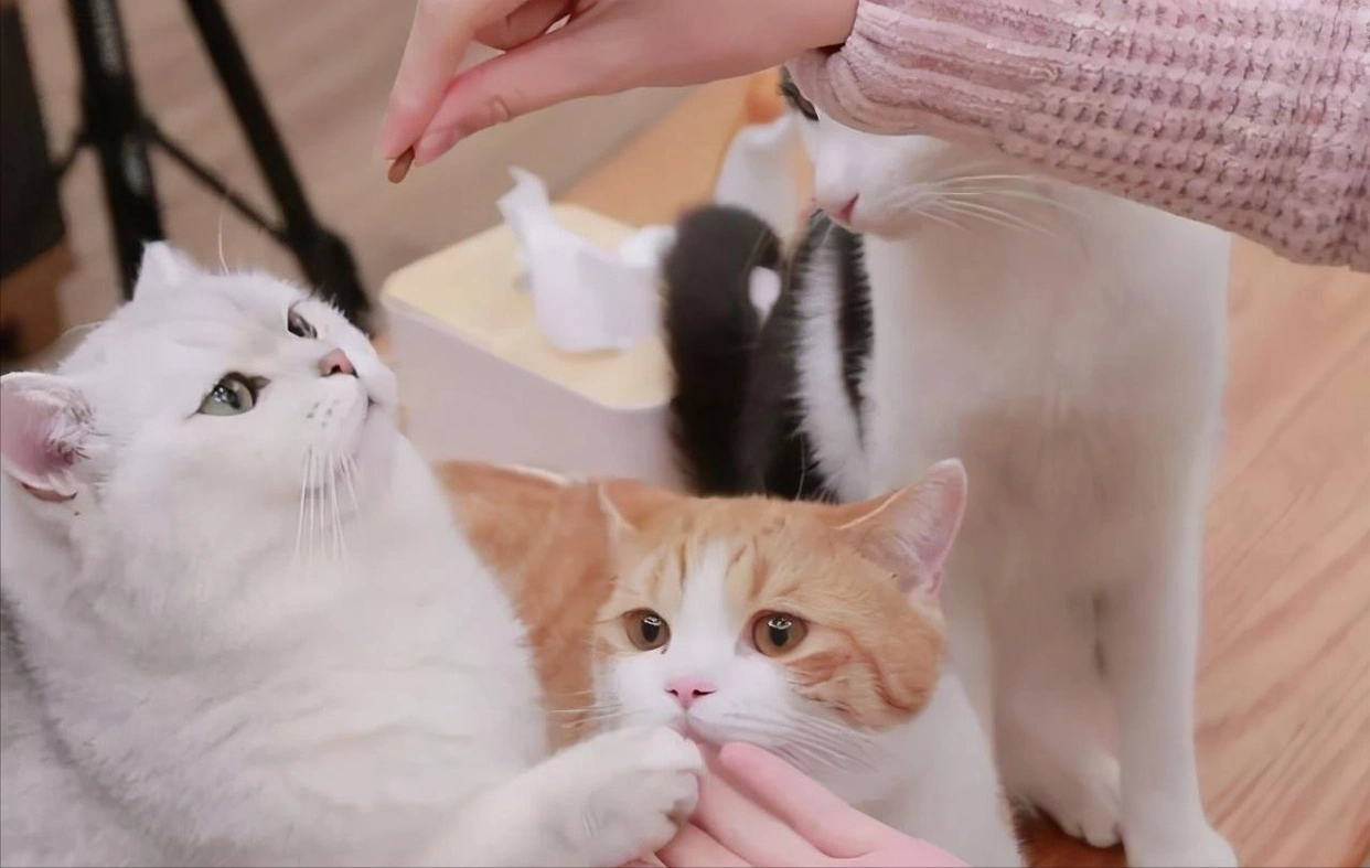 猫咪握手训练方法_猫咪智商训练技巧_怎样训练猫咪握手