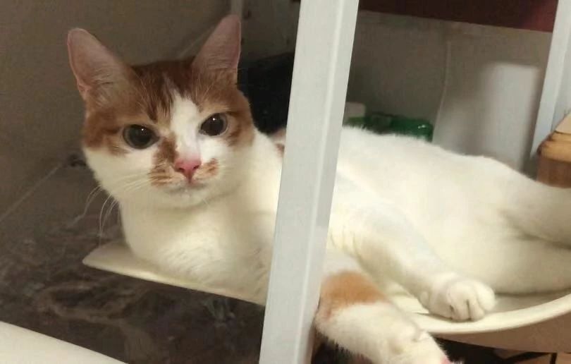 辟谣:猫膀胱炎就要吃消炎药?不,抗生素并不是治疗重点-派特超人-宠物