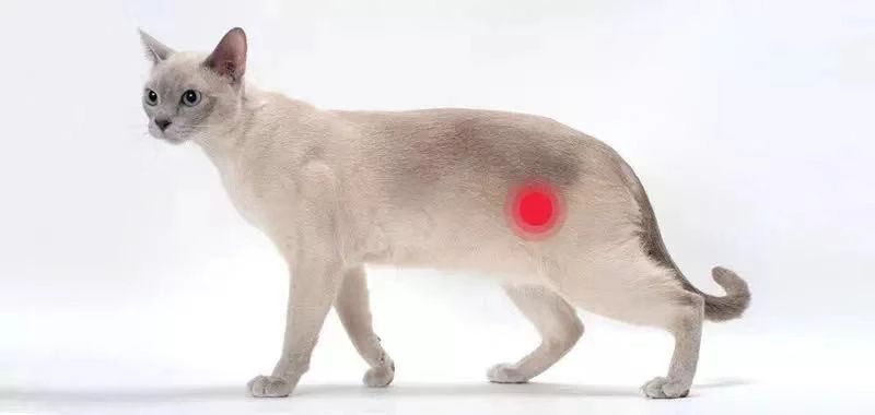 猫膀胱炎是否需要使用消炎药_猫咪特发性膀胱炎：反复发作对策_猫自发性膀胱炎抗生素使用