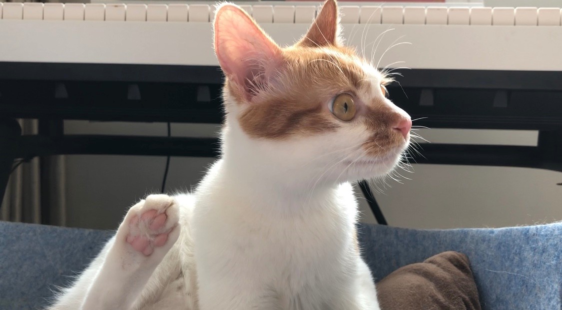 猫咪特发性膀胱炎：反复发作对策_猫膀胱炎是否需要使用消炎药_猫自发性膀胱炎抗生素使用