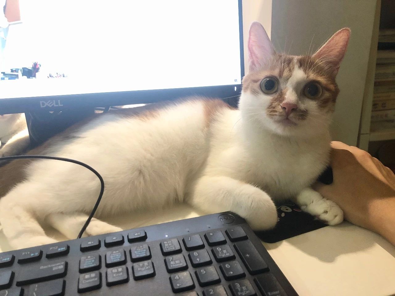 猫自发性膀胱炎抗生素使用_猫咪特发性膀胱炎：反复发作对策_猫膀胱炎是否需要使用消炎药