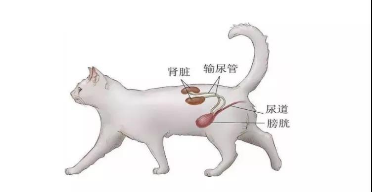 猫咪膀胱炎的症状表现有哪些?如何治疗?吃什么药最见效?-派特超人-宠物