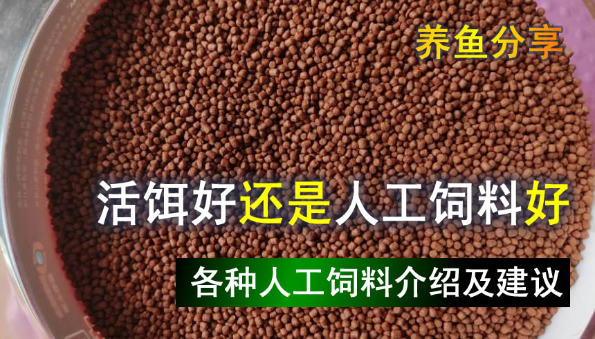 观赏鱼喂什么人工饲料,人工饲料的优点-派特超人-宠物