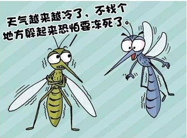 季节性宠物寄生虫预防方案_冬季灭蚊最佳时机_越冬蚊虫藏匿地点