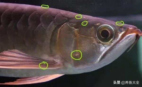 观赏鱼白毛病预防措施_观赏鱼水霉病治疗_观赏鱼长途运输的防病要点
