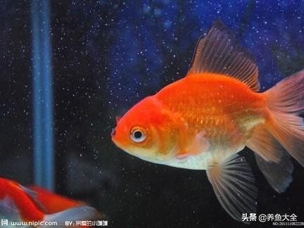 观赏鱼长途运输的防病要点_观赏鱼白毛病预防措施_观赏鱼水霉病治疗