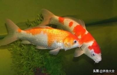 观赏鱼白毛病预防措施_观赏鱼水霉病治疗_观赏鱼长途运输的防病要点