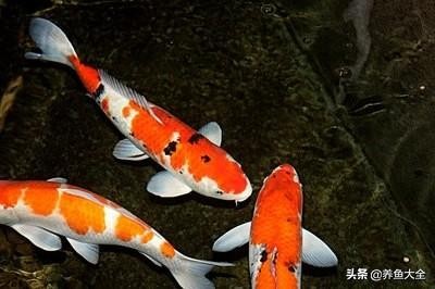 观赏鱼白毛病预防措施_观赏鱼长途运输的防病要点_观赏鱼水霉病治疗