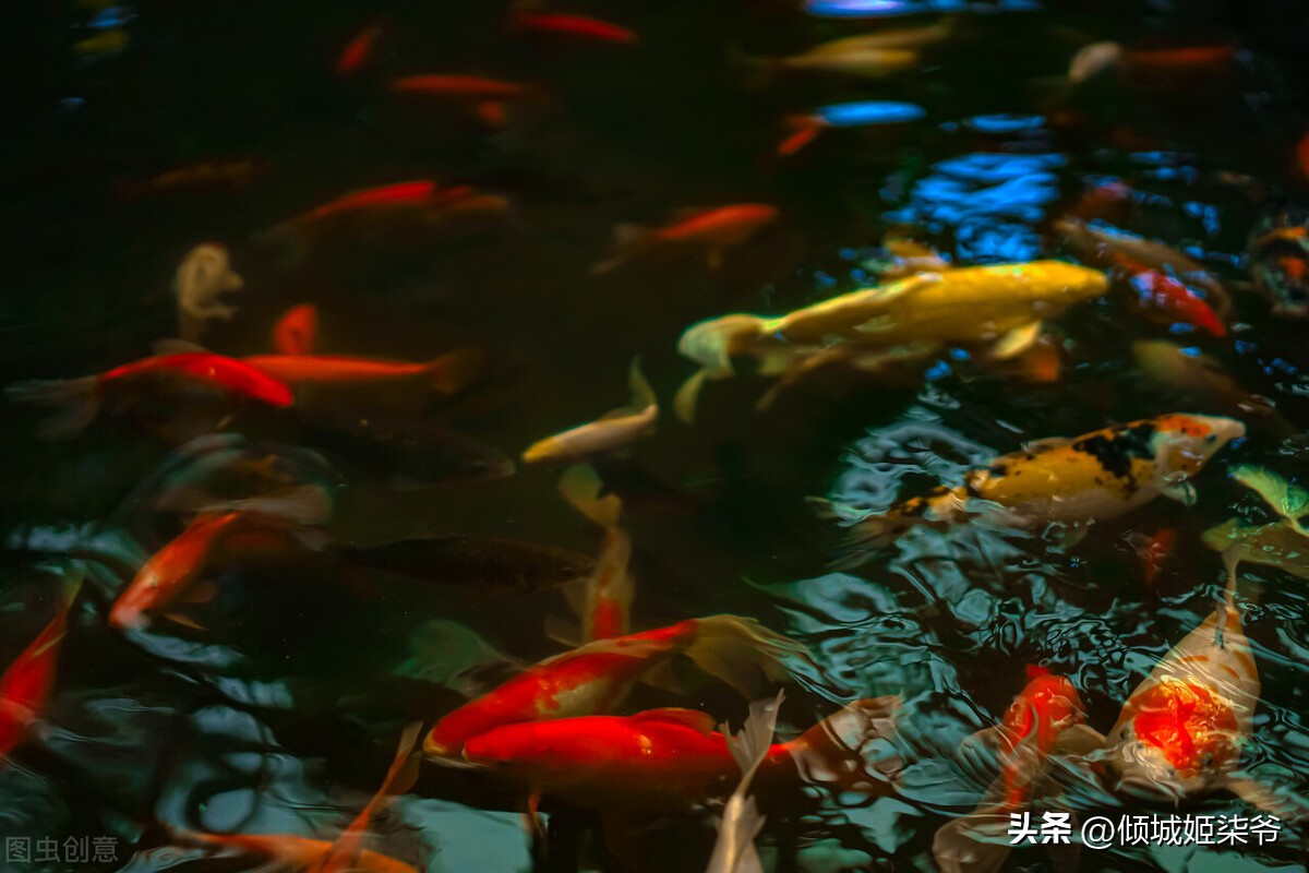 季节性宠物寄生虫预防方案_ 定期杀虫预防寄生虫 _