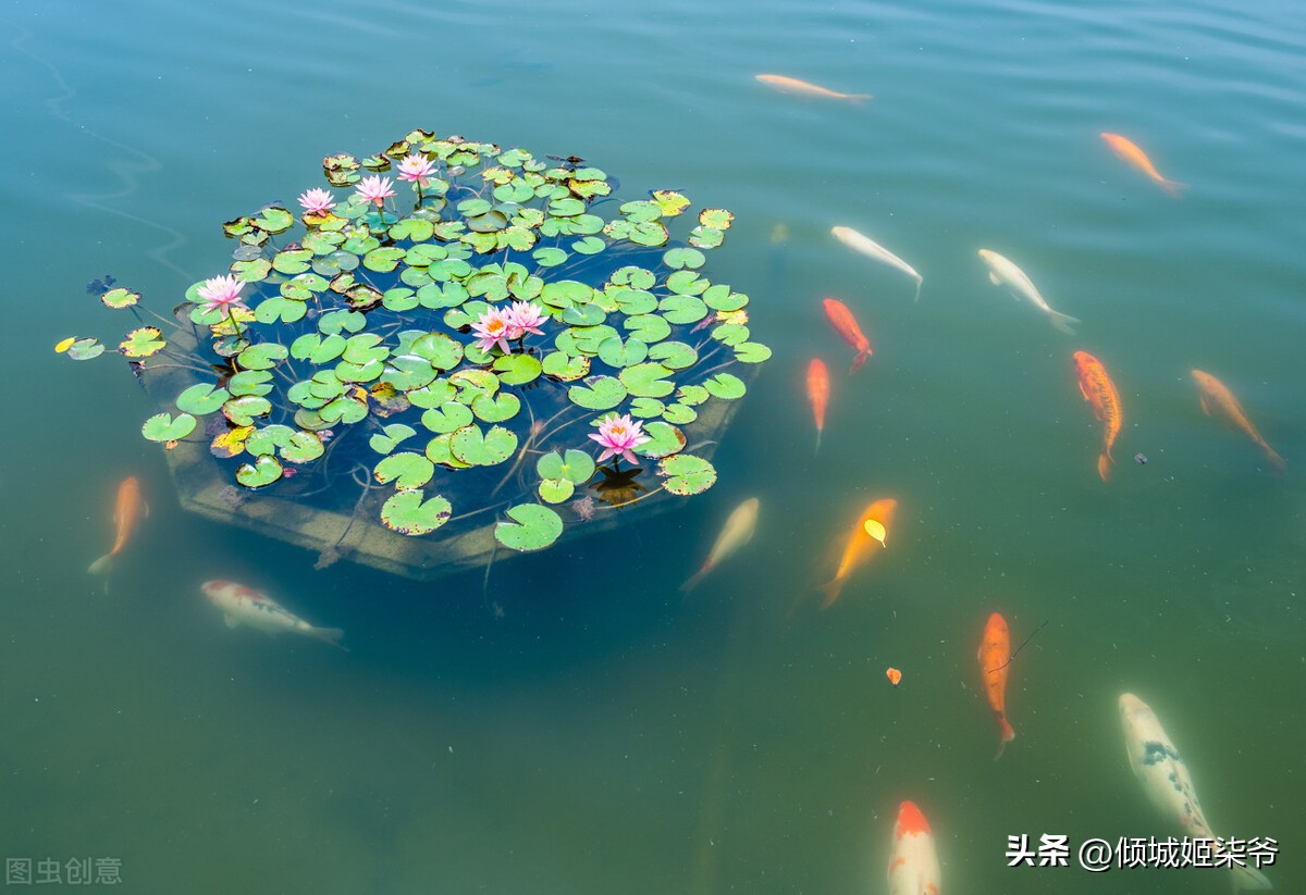 季节性宠物寄生虫预防方案__ 定期杀虫预防寄生虫 