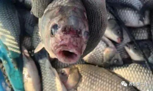 鱼类溃疡性烂身病的治疗建议:烂嘴红头、传染性强,顽固且难治-派特超人-宠物