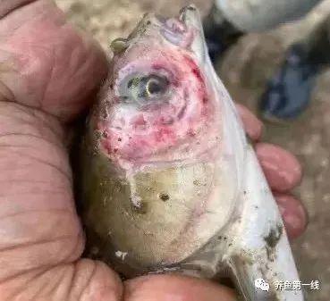 鲫鱼烂嘴病症状_鱼嘴部溃烂的创口护理_鱼类溃疡性红嘴烂嘴烂身病