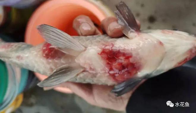 鱼类溃疡性红嘴烂嘴烂身病_鲫鱼烂嘴病症状_鱼嘴部溃烂的创口护理