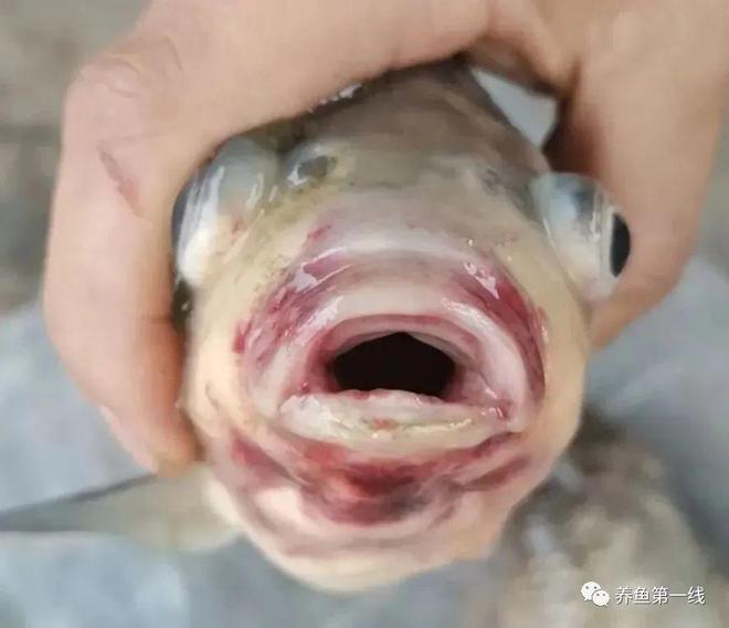 鲫鱼烂嘴病症状_鱼类溃疡性红嘴烂嘴烂身病_鱼嘴部溃烂的创口护理