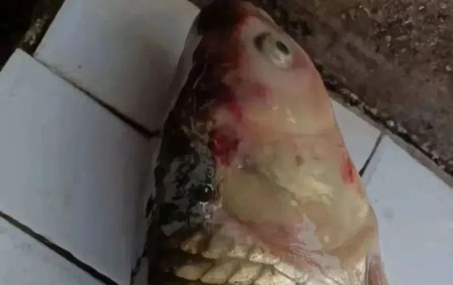 鱼嘴部溃烂的创口护理_鱼类溃疡性红嘴烂嘴烂身病_鲫鱼烂嘴病症状