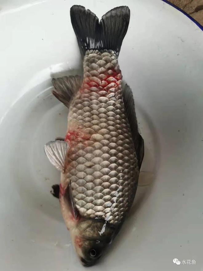 鲫鱼烂嘴病症状_鱼嘴部溃烂的创口护理_鱼类溃疡性红嘴烂嘴烂身病