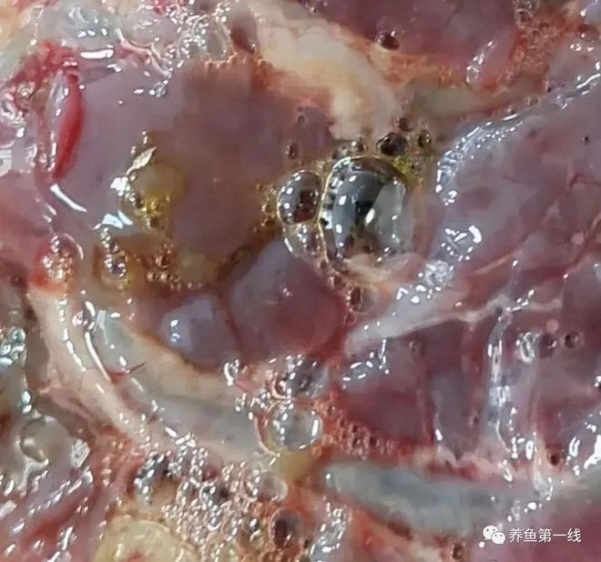 鱼嘴部溃烂的创口护理_鲫鱼烂嘴病症状_鱼类溃疡性红嘴烂嘴烂身病