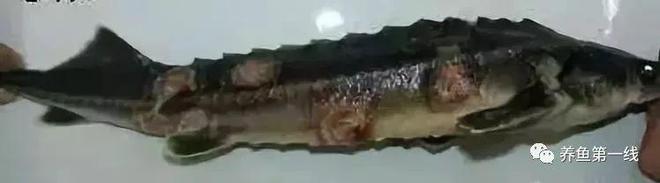 鱼类溃疡性红嘴烂嘴烂身病_鱼嘴部溃烂的创口护理_鲫鱼烂嘴病症状