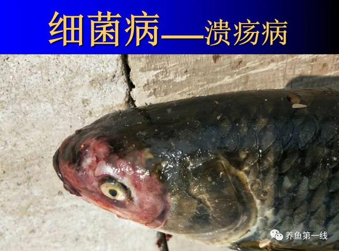 鲫鱼烂嘴病症状_鱼嘴部溃烂的创口护理_鱼类溃疡性红嘴烂嘴烂身病