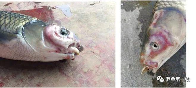 鱼类溃疡性红嘴烂嘴烂身病_鲫鱼烂嘴病症状_鱼嘴部溃烂的创口护理