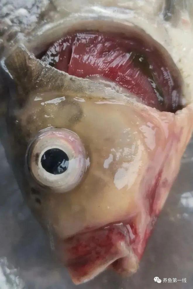 鱼嘴部溃烂的创口护理_鱼类溃疡性红嘴烂嘴烂身病_鲫鱼烂嘴病症状
