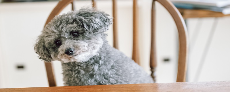 为狗狗修剪指甲的注意事项 狗狗指甲多久剪一次-派特超人-宠物