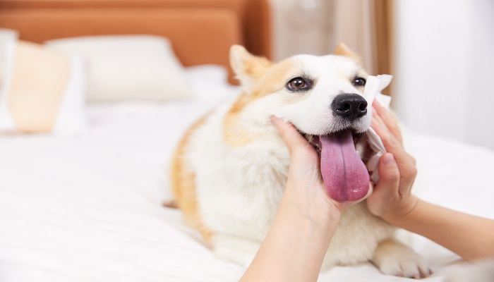 为狗狗修剪指甲的注意事项
