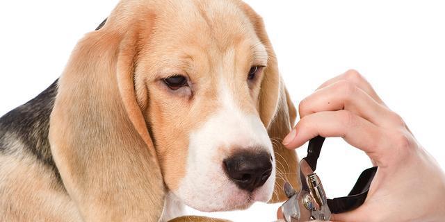小狗指甲修剪指南（从零基础到轻松剪指甲）-派特超人-宠物