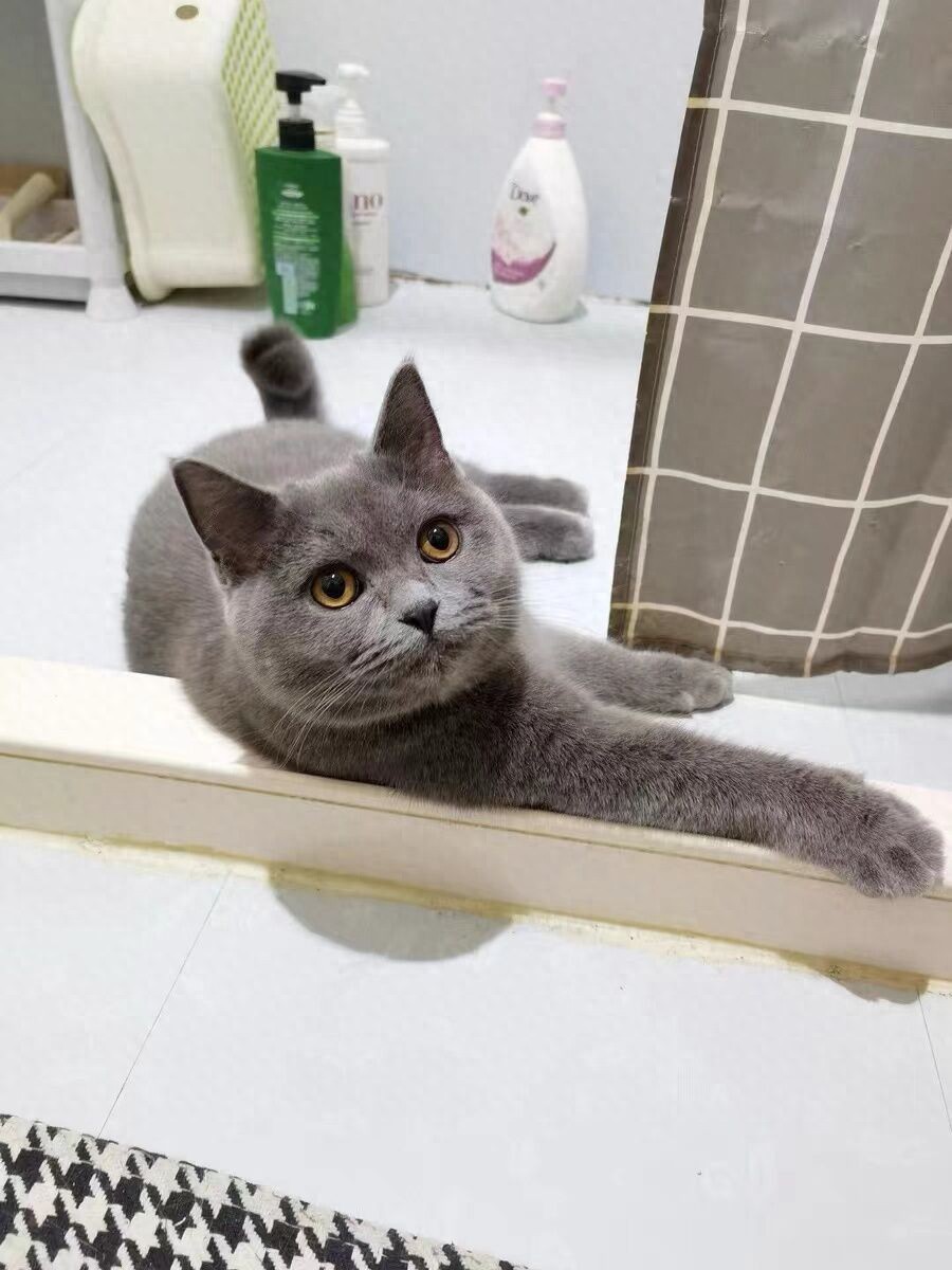 猫咪特发性膀胱炎：反复发作对策_猫咪膀胱炎治疗经验_猫咪膀胱炎预防方法