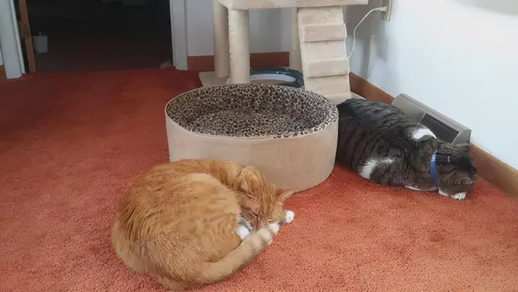 天气这么冷，如何才能让猫咪睡在猫窝里呢？下面教你几招吧-派特超人-宠物