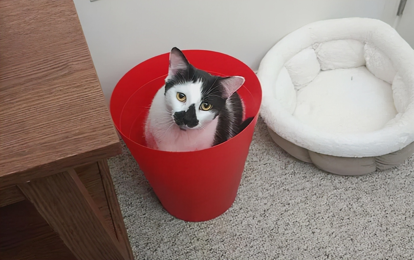 猫窝选择技巧_猫咪不爱睡猫窝原因分析_如何让猫咪爱上猫爬架