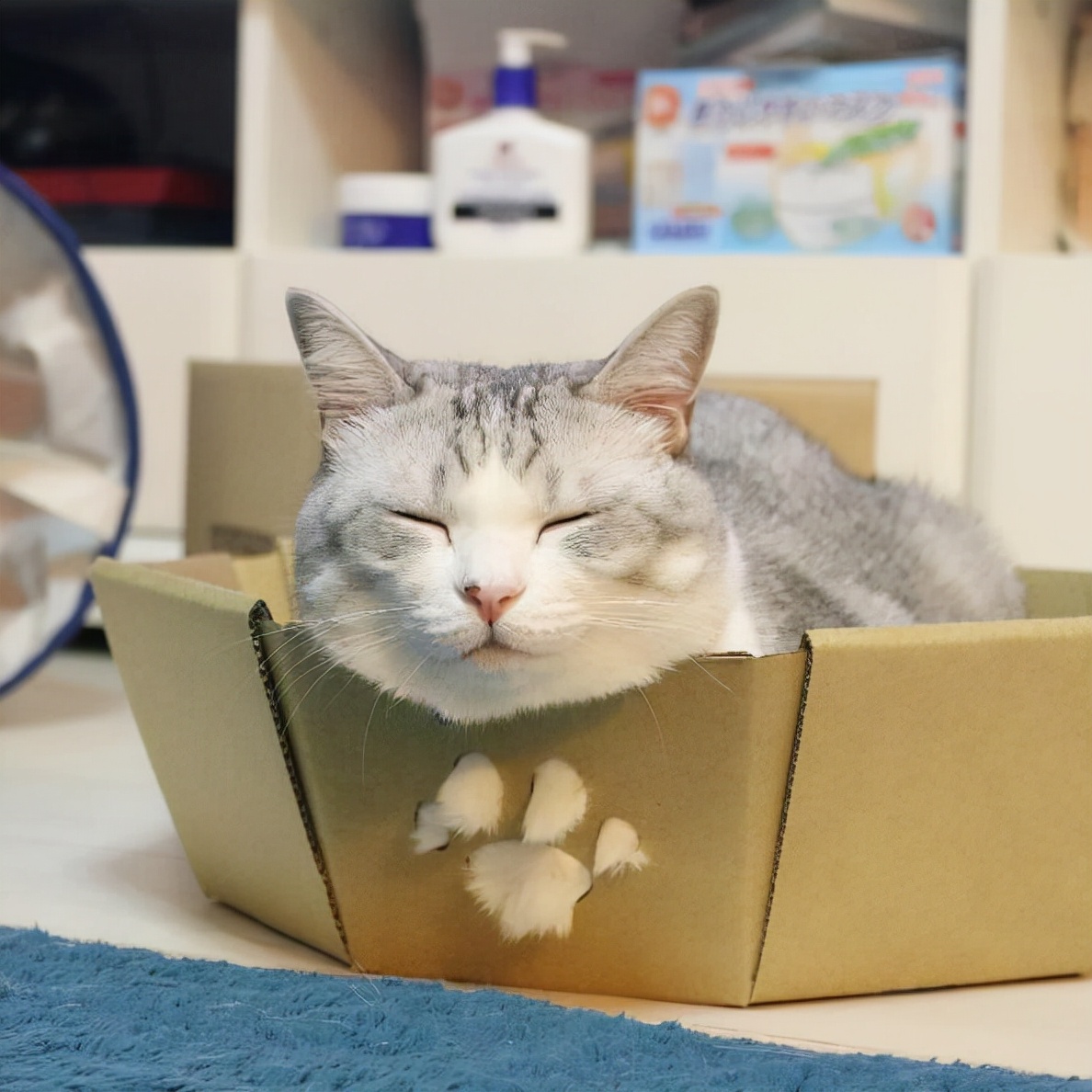 猫窝选择技巧_猫咪不爱睡猫窝原因分析_如何让猫咪爱上猫爬架