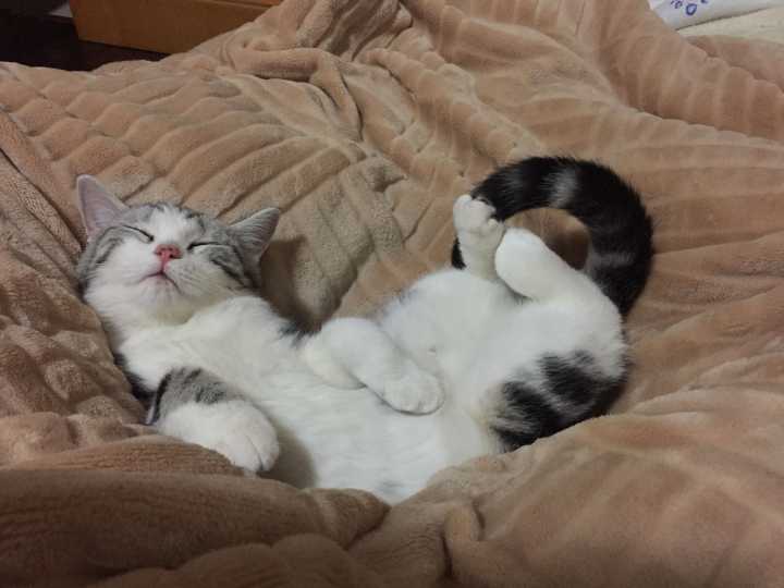 猫咪不爱睡猫窝原因分析_猫窝选择技巧_如何让猫咪爱上猫爬架