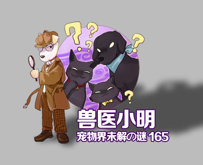 猫咪特发性膀胱炎：反复发作对策_猫咪膀胱炎原因分析_猫咪膀胱炎症状