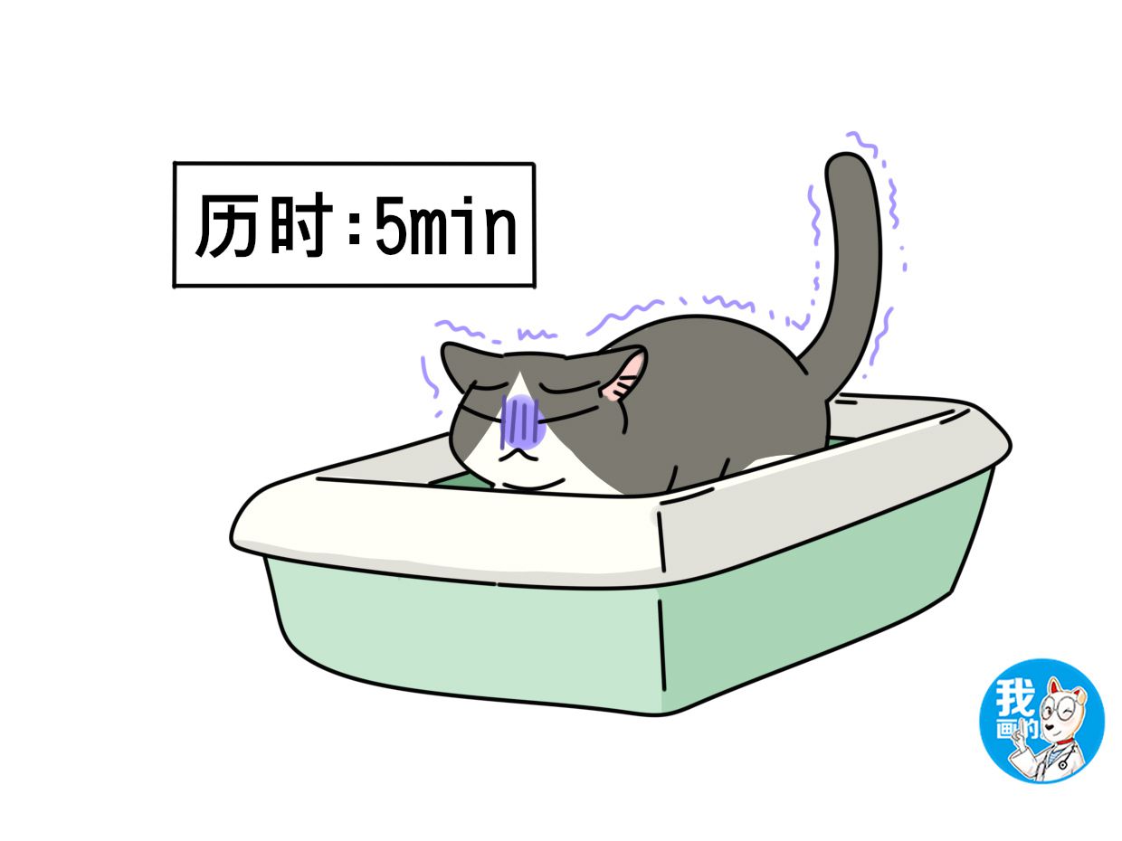 猫咪膀胱炎原因分析_猫咪膀胱炎症状_猫咪特发性膀胱炎：反复发作对策