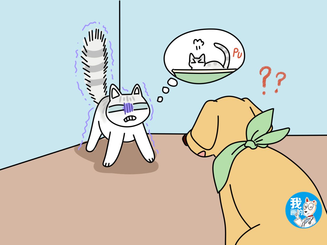 猫咪特发性膀胱炎：反复发作对策_猫咪膀胱炎原因分析_猫咪膀胱炎症状