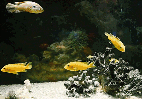 观赏鱼病了怎么办？首家“观赏鱼鱼病医院”来了，还是免费滴~-派特超人-宠物