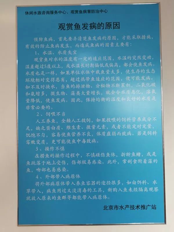 观赏鱼免费鱼病医院_北京观赏鱼病害防治中心_观赏鱼长途运输的防病要点